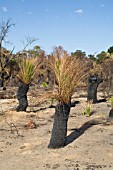 NEW GREEN SHOOTS GROWING OUT OF BURNT NATIVE WESTERN AUSTRALIAN XANTHORRHOEA GRASS TREES AFTER A BUSHFIRE