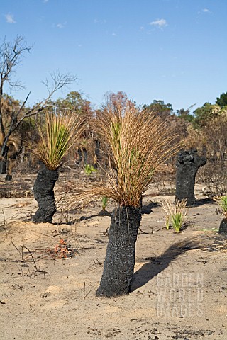 NEW_GREEN_SHOOTS_GROWING_OUT_OF_BURNT_NATIVE_WESTERN_AUSTRALIAN_XANTHORRHOEA_GRASS_TREES_AFTER_A_BUS
