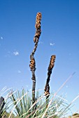 NATIVE WESTERN AUSTRALIAN XANTHORRHOEA GRASS TREE SEED CAPSULES SPLIT OPEN BY FIRE