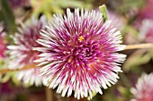 GOMPHRENA CANESCENS