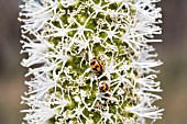 LADYBUGS ON A FLOWERING NATIVE WESTERN AUSTRALIAN XANTHORRHOEA FLOWER STEM