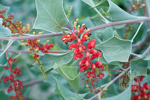 WESTERN_AUSTRALIAN_GREVILLEA_WICKHAMII_SUBSPECIES_APRICA_SHRUB