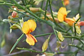 NATIVE WESTERN AUSTRALIAN JACKSONIA STERNBERGIANA