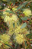 NATIVE WESTERN AUSTRALIAN EUCALYPTUS EREMOPHILA IN FULL FLOWER