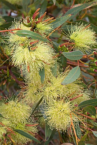 NATIVE_WESTERN_AUSTRALIAN_EUCALYPTUS_EREMOPHILA_IN_FULL_FLOWER