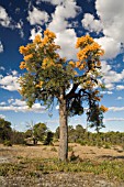 NATIVE WESTERN AUSTRALIAN NUYTSIA FLORIBUNDA TREE IN FULL FLOWER
