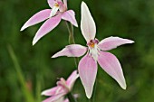 NATIVE WESTERN AUSTRALIAN PINK FAIRY ORCHID (CALADENIA LATIFOLIA)