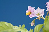 POTATO FLOWER