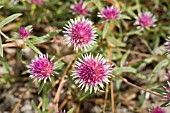 GOMPHRENA CANESCENS