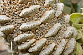 DETAIL OF THE SEED CAPSULES ON A NATIVE WESTERN AUSTRALIAN BANKSIA GRANDIS FLOWER CONE
