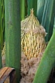 SEED POD CONE OF THE NATIVE WESTERN AUSTRALIAN MACROZAMIA FRASERI CYCAD