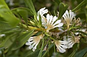 NATIVE AUSTRALIAN SCAEVOLA GENUS WILDFLOWERS