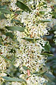 NATIVE WESTERN AUSTRALIAN HAKEA PROSTRATA