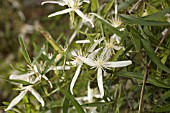 CLEMATIS LINEARIFOLIA