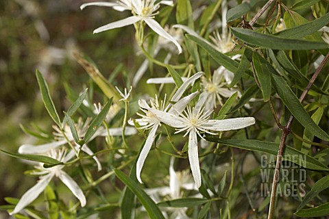 CLEMATIS_LINEARIFOLIA