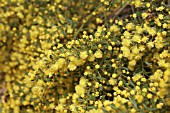 NATIVE WESTERN AUSTRALIAN ACACIA TRUNCATA