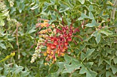 NATIVE WESTERN AUSTRALIAN GREVILLEA BIPINNATIFIDA