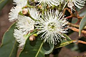 CORYMBIA CALOPHYLLA FLOWER IN FULL GLORY - EUCALYPTUS CALOPHYLLA