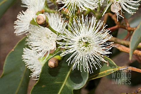 CORYMBIA_CALOPHYLLA_FLOWER_IN_FULL_GLORY__EUCALYPTUS_CALOPHYLLA