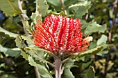 NATIVE WESTERN AUSTRALIAN LARGE BUSH, BANKSIA COCCINEA