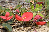 NATIVE WESTERN AUSTRALIAN GROUND COVER, KENNEDIA PROSTRATA