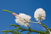 NATIVE WESTERN AUSTRALIAN MELALEUCA HUEGELII