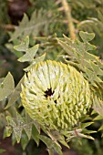 NATIVE WESTERN AUSTRALIAN BANKSIA BAXTERI