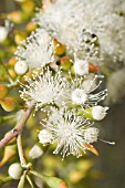 NATIVE WESTERN AUSTRALIAN EUCALYPTUS FORMANI