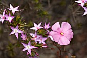 NATIVE WESTERN AUSTRALIAN DROSERA