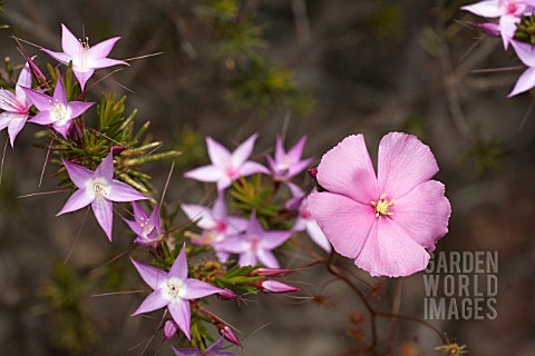 NATIVE_WESTERN_AUSTRALIAN_DROSERA