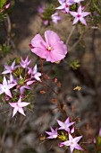 NATIVE WESTERN AUSTRALIAN DROSERA