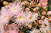 NATIVE WESTERN AUSTRALIAN CORYMBIA FICIFOLIA