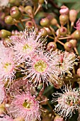 NATIVE WESTERN AUSTRALIAN CORYMBIA FICIFOLIA