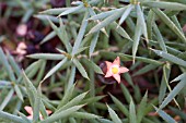 ASTROLOMA CILIATUM SHRUB