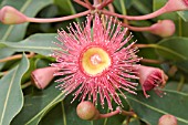 NATIVE WESTERN AUSTRALIAN CORYMBIA FICIFOLIA