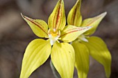 CALADENIA FLAVA - ORCHID