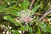 NATIVE WESTERN AUSTRALIAN BANKSIA ILICIFOLIA FLOWER