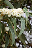 EUCALYPTUS TODTIANA IN FLOWER