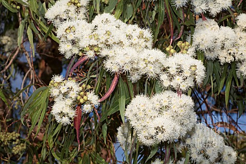AUSTRALIAN_NATIVE_ANGOPHORA_SPECIES_TREE_FLOWERS