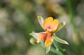 NATIVE WESTERN AUSTRALIAN JACKSONIA SERICEA WILDFLOWER