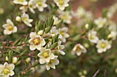 MALE FLOWERS OF THE NATIVE WESTERN AUSTRALIAN PHYLLANTHUS CALYCINUS SHRUB