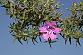 FLOWER OF THE NATIVE WESTERN AUSTRALIAN BUSH, HEMIANDRA GLABRA