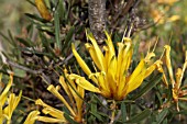 NATIVE WESTERN AUSTRALIAN LAMBERTIA MULTIFLORA