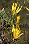 NATIVE WESTERN AUSTRALIAN LAMBERTIA MULTIFLORA