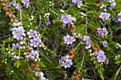 NATIVE WESTERN AUSTRALIAN THRYPTOMENE STENOPHYLLA