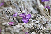 FLOWER OF THE NATIVE WESTERN AUSTRALIAN EREMOPHILA NIVEA SHRUB