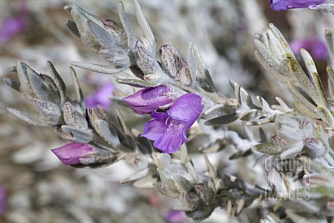 FLOWER_OF_THE_NATIVE_WESTERN_AUSTRALIAN_EREMOPHILA_NIVEA_SHRUB