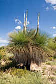 NATIVE WESTERN AUSTRALIAN XANTHORRHOEA GRASS