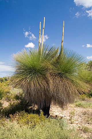 NATIVE_WESTERN_AUSTRALIAN_XANTHORRHOEA_GRASS