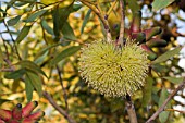 NATIVE WESTERN AUSTRALIAN TREE, EUCALYPTUS CONFERRUMINATA